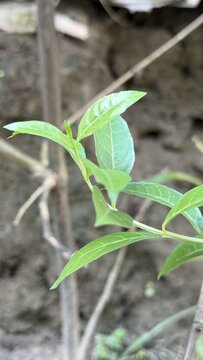 A small vibrant green plant with fresh leaves on a slender stem
