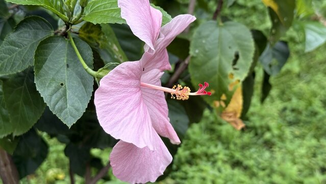 Beautiful light pink hibiscus flower blooming with green leaves