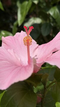 Beautiful pink hibiscus flower blooming vibrantly under bright natural light
