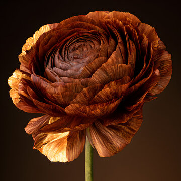 Brown Rose Flower With Gold Leaf on a Green Stem