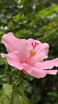 Delicate light pink hibiscus flower blooms gracefully amidst green foliage
