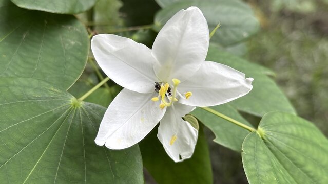 Delicate white orchid tree flower with an insect pollinating