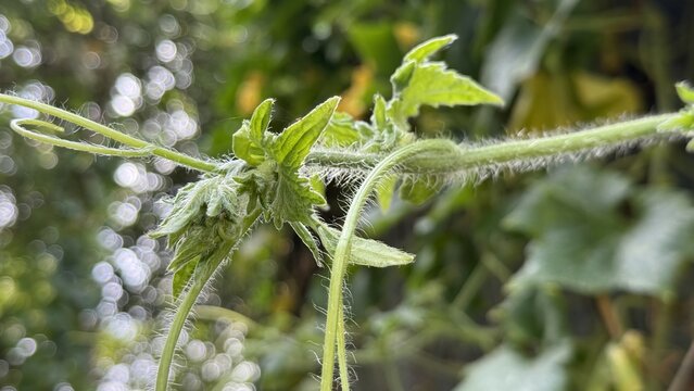 Detailed view of a hairy plant stem with green leaves