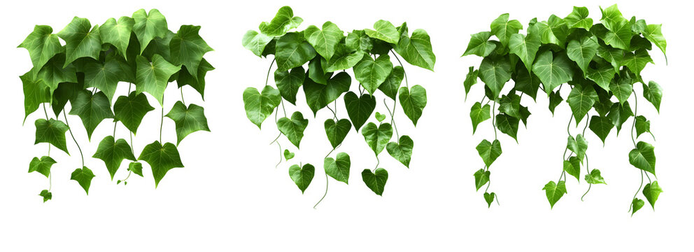 Set of three hanging green ivy plant borders with trailing leaves isolated on a transparent background
