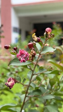 Fading pink flowers and new buds on a green leafy branch