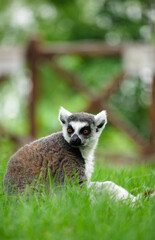 Fototapeta premium A ring-tailed lemur sitting on the grass looking back in an instant