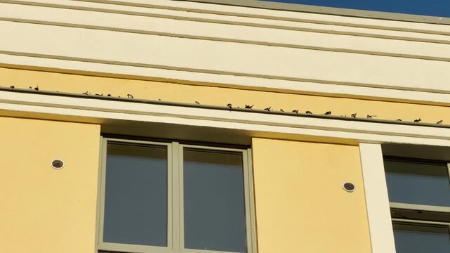 Small swallows perch along a sunny yellow building cornice. This peaceful scene evokes a calm, cozy feeling of serene urban wildlife and quiet freedom.