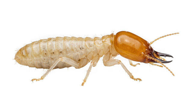 Macro shot of a termite soldier isolated on transparent background