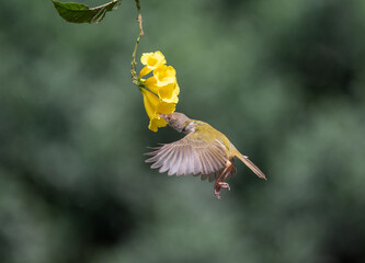 Obraz premium Common tailor bird sucking nectar from flowers. Selective focus.