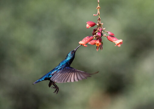 Purple sunbird male hovering and sucking nectar from flowers. Selective focus