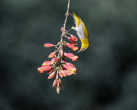 Indian white eye bird hanging upside down and sucking nectar from flower