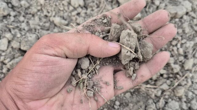 Farmer Holding Dry Parched Soil Clods In Hand Inspecting Arid Agriculture Field