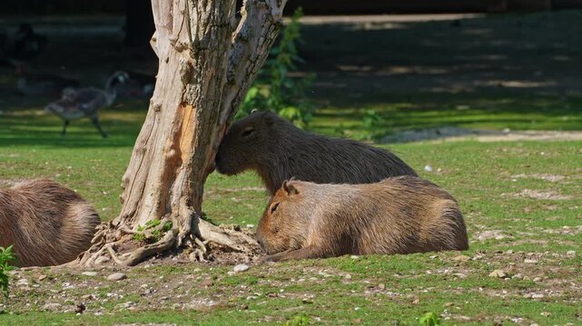 The capybara, Hydrochoerus hydrochaeris is the largest extant rodent in the world. Its closest relatives are agouti, chinchillas, coyphillas, and guinea pigs. Native to South America. 