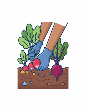 Radish and Beetroot  harvesting  Modern colorful flat vector icon