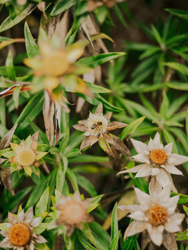 Abeja reina