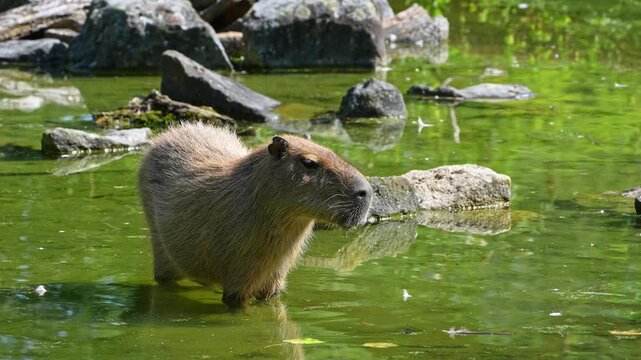 The capybara, Hydrochoerus hydrochaeris is the largest extant rodent in the world. Its closest relatives are agouti, chinchillas, coyphillas, and guinea pigs. Native to South America. 