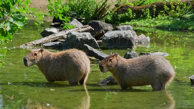 The capybara, Hydrochoerus hydrochaeris is the largest extant rodent in the world. Its closest relatives are agouti, chinchillas, coyphillas, and guinea pigs. Native to South America. 