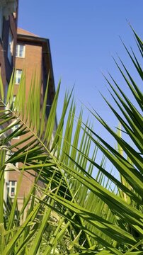 Palm Leaves Against Blue Sky and Brick Building Vertical