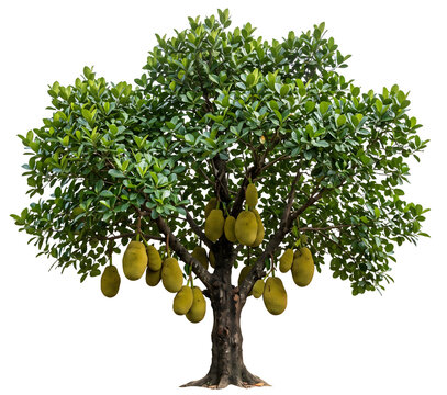 Jackfruit tree with many ripe fruits hanging from branches PNG Isolated on transparent background