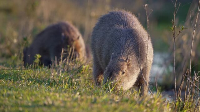 Two capybaras graze on a grassy bank in warm low sunlight, one sharp in the foreground and the other blurred behind. Natural behavior shot for wildlife or conservation stories.