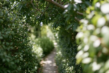 Obraz premium The Hedge Tunnel Path Through Sunlit Green Archway in Evening Light