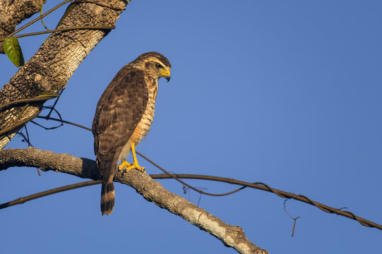 Roadside Hawk - Rupornis magnirostris, beautiful small bird of prey found in forests and woodlands of Americas, Pantanal, Brazil.