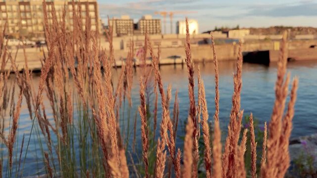 Reeds by the Sea with City Skyline in Evening Light