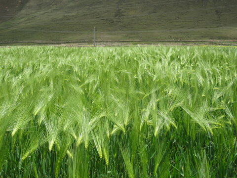 Green barley field in a vast open landscape under the sky