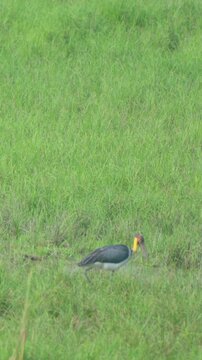 A lesser adjutant stork hunts for food in a lush green meadow while swamp deer graze nearby in an Indian wildlife sanctuary. Authentic nature and biodiversity scene.