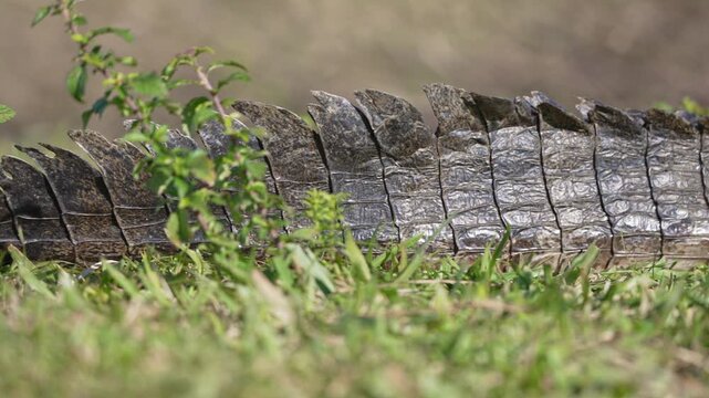 Tracking Body Shot of a yacare caiman from tail to head. Caiman lies still in short grass, showing thick scales and bony ridges in a natural wetland edge setting.