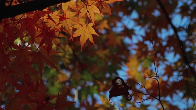 Vibrant orange Japanese maple leaves and a single withered dry leaf on a branch in 4K
