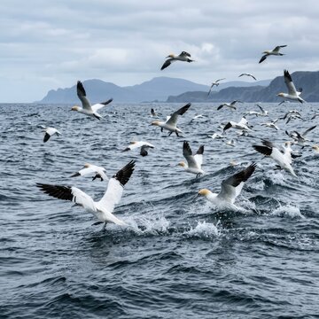 Gannets flying over stormy dark ocean waves
