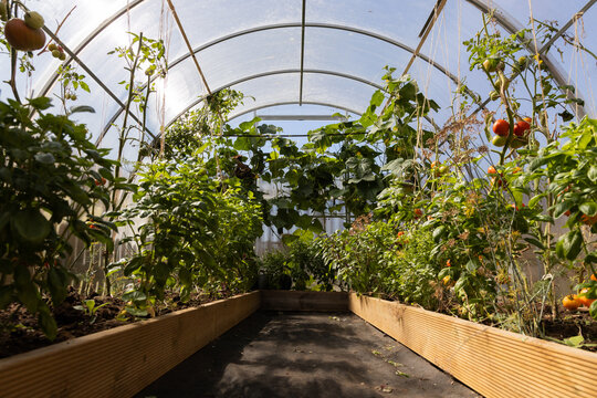 Lush Greenhouse Vegetable Garden With Tomatoes in Raised Beds and Sunlit Polytunnel