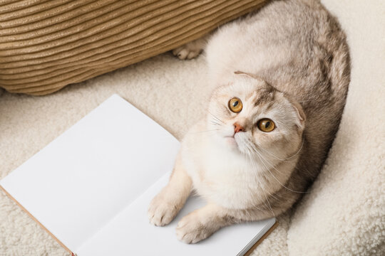 Cute scottish fold cat with golden eyes lying on a cozy blanket next to an open blank notebook, looking up