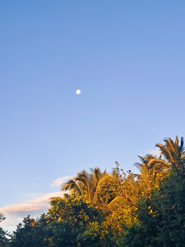 Mond und Palmen