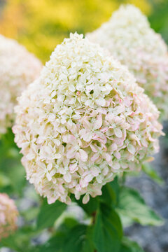 Hydrangea Paniculata Pixio Shrub Blooming in Garden