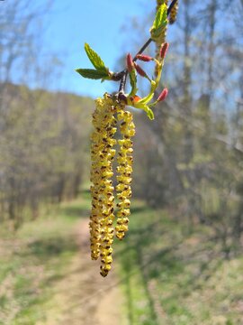 blooming birch tree branch with yellow catkins, small red female flowers, fresh green leaves close up, blurry forest path background, sunny spring day, nature macro, pollen allergy season detail.