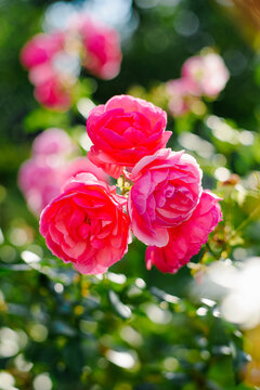 Pink Pomponella Floribunda Rose Flowers in Summer Garden