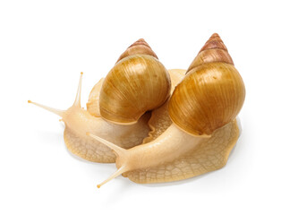 Giant Achatina snails on white background © Pixel-Shot