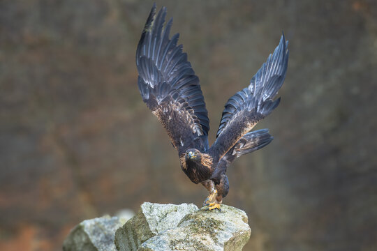 The Rock Eagle (Aquila chrysaetos) is one of the largest terrestrial eagles in the Northern Hemisphere and, immediately after the Sea Eagle, the largest predator living in the Czech Republic