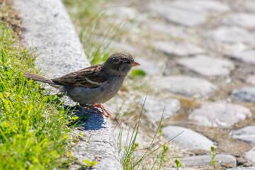 Obraz premium Small bird perches on grass beside stone path
