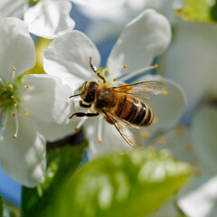 Bees gather nectar from white blossoms © schankz