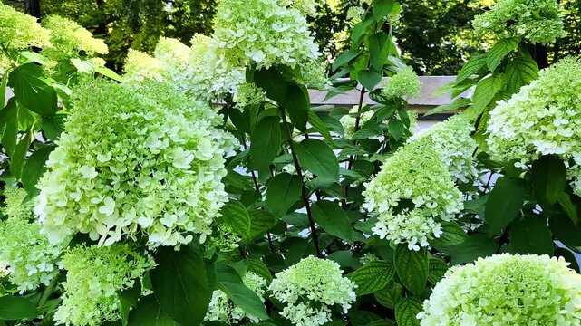 Green Hydrangea Panicle Flowers Blooming in Summer Garden