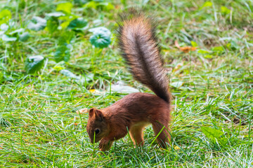 Fototapeta premium Squirrel in autumn hides nuts on the green grass with fallen yellow leaves