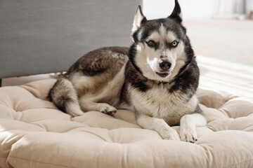 Cute Husky dog lying on pet bed in living room © Pixel-Shot