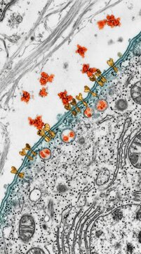 Biological cellular process: receptor molecule, arthritis cause, arthrosis progression, osteoarthritis symptom, osteoarthrosis factor, tissue degeneration.
