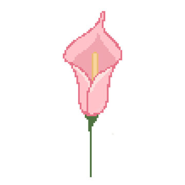Pink calla lily flower botanical pixel art handdrawn