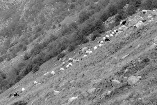 Sheep near Base Camp of Bezengi, Kabardino Balkaria, Russia