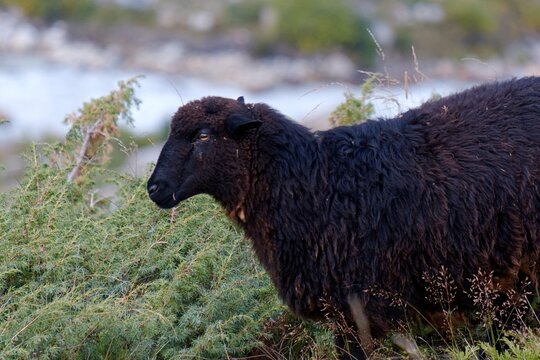 Sheep near Base Camp of Bezengi, Kabardino Balkaria, Russia