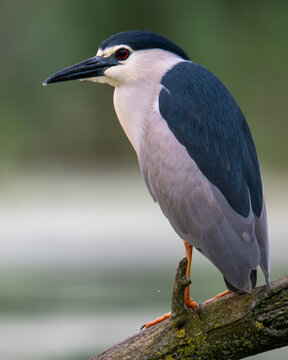 Night heron